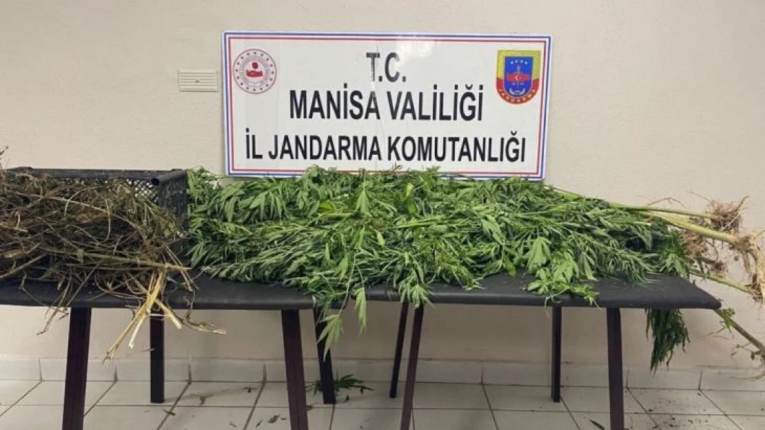 Manisa'da jandarmadan uyuşturucu operasyonları