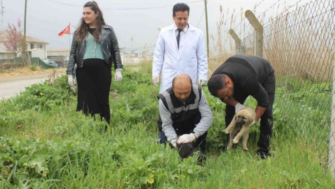 Manisa'da 20'ye yakın köpek zehirlendi