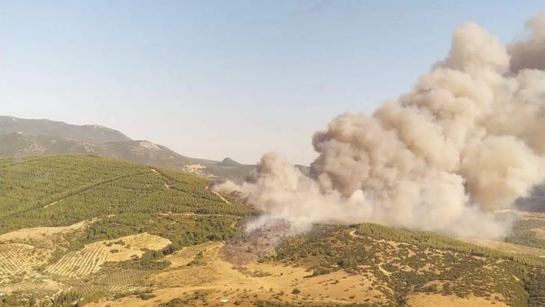 Manisa'da otluk alanda çıkan yangın ormana sıçradı