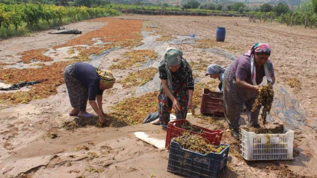 Manisa'da tonlarca üzümü sel suları götürdü