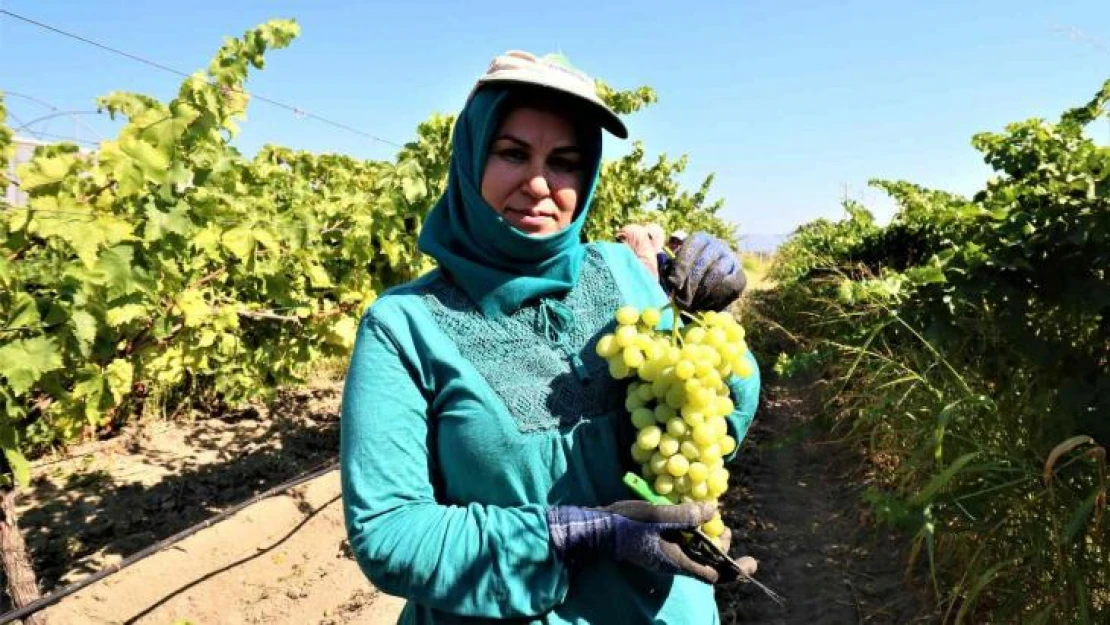 Manisa'da üzüm hasadı başlıyor