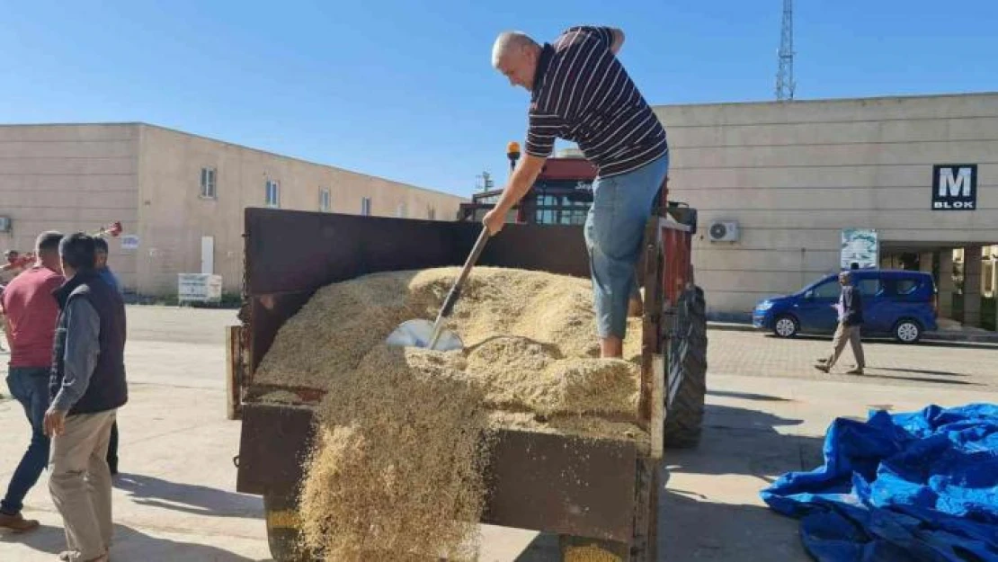 Mardin'de yılın ilk arpa hasadı başladı, çiftçiye altın hediye edildi