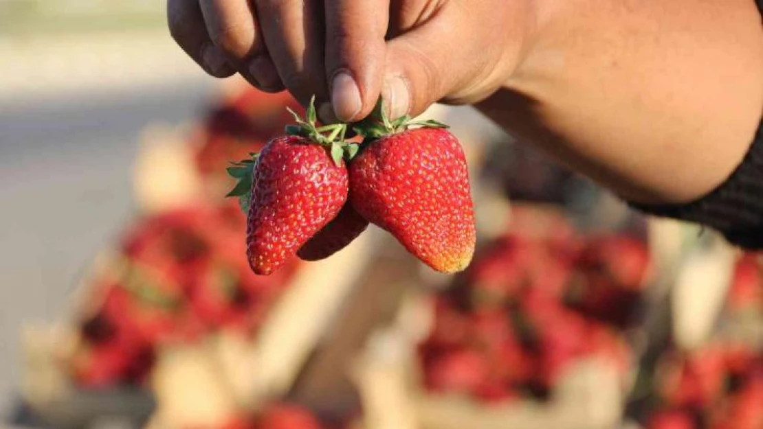 Market çalışanı ücreti yetersiz bulunca çilek işine girdi: Yıllık kazancı 800 bin TL