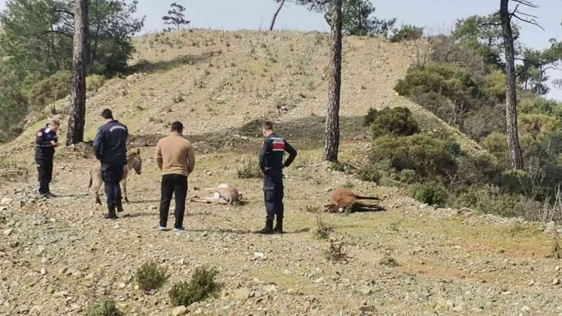 Marmaris'te başıboş eşekler tüfekle vurulmuş halde bulundu