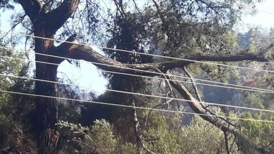 Marmaris'te orman yangınının çıkış sebebi belli oldu