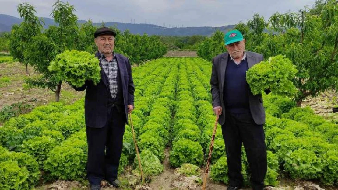 Marul tarlada 2 lira tezgahta 10 lira