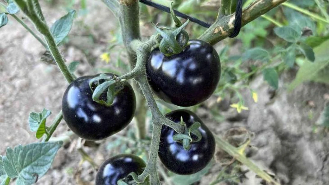 Meksika'daki arkadaşı ilham verdi, siyah domates görenleri şaşkına çeviriyor