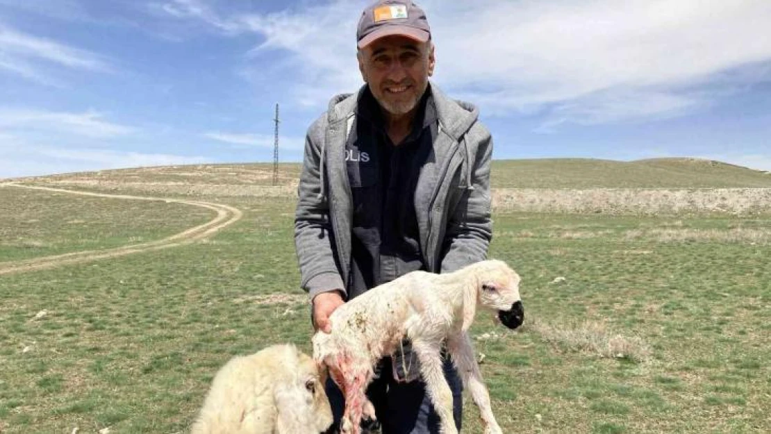 Meraya giden koyun doğurdu, ortaya renkli görüntüler çıktı