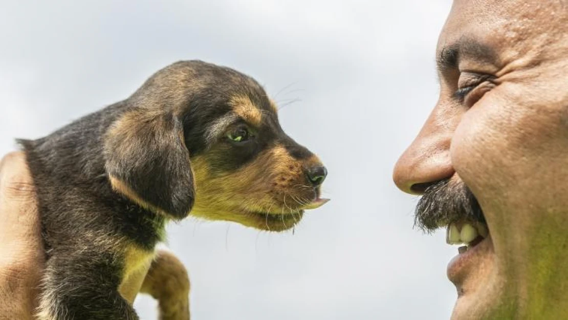 Mersin'de 2 gün çukurda mahsur kalan köpek kurtarıldı