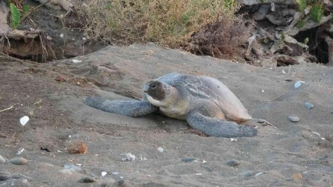 Mersin'de 4 bine yakın caretta caretta yuvası tespit edildi