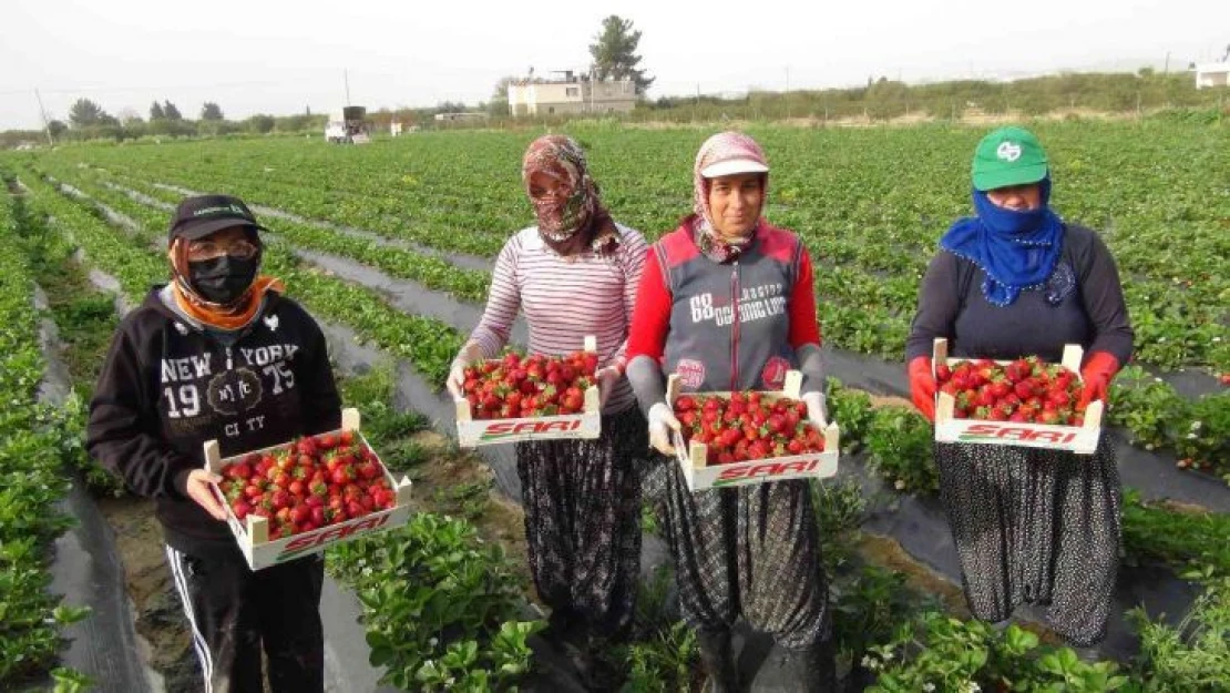 Mersin'de açıkta çilek hasadı başladı