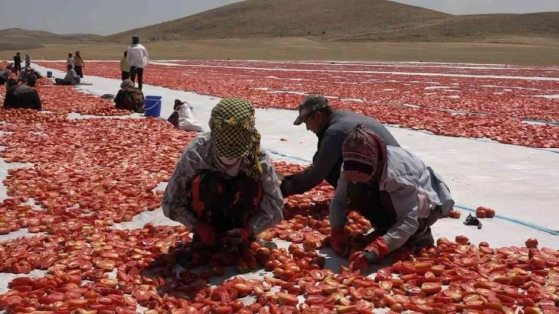 Mevsimlik işçi öğrencilerin büyük başarısı: Biri hukuk fakültesini kazandı, diğeri Türkiye ikincisi oldu