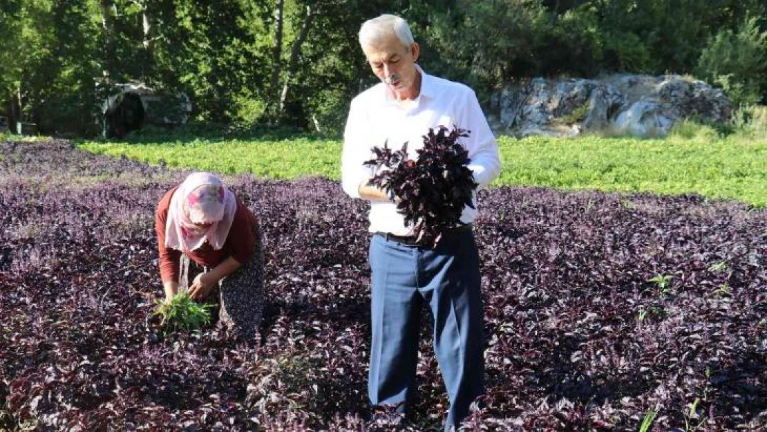 Mor reyhanda hasat zamanı