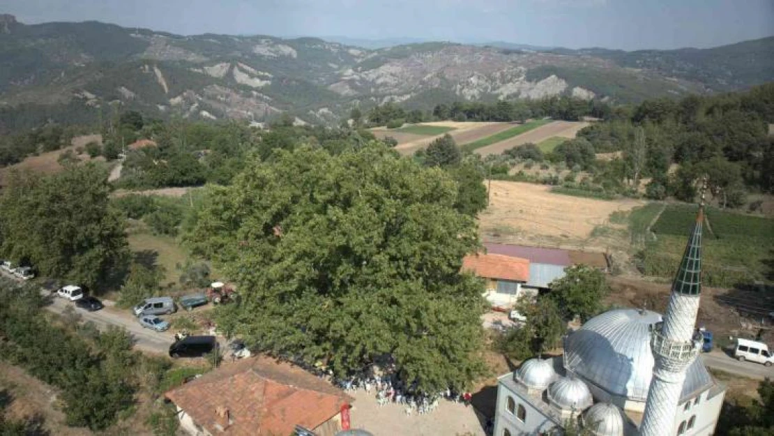 Muğla'da 842 yaşındaki ağaç koruma altında