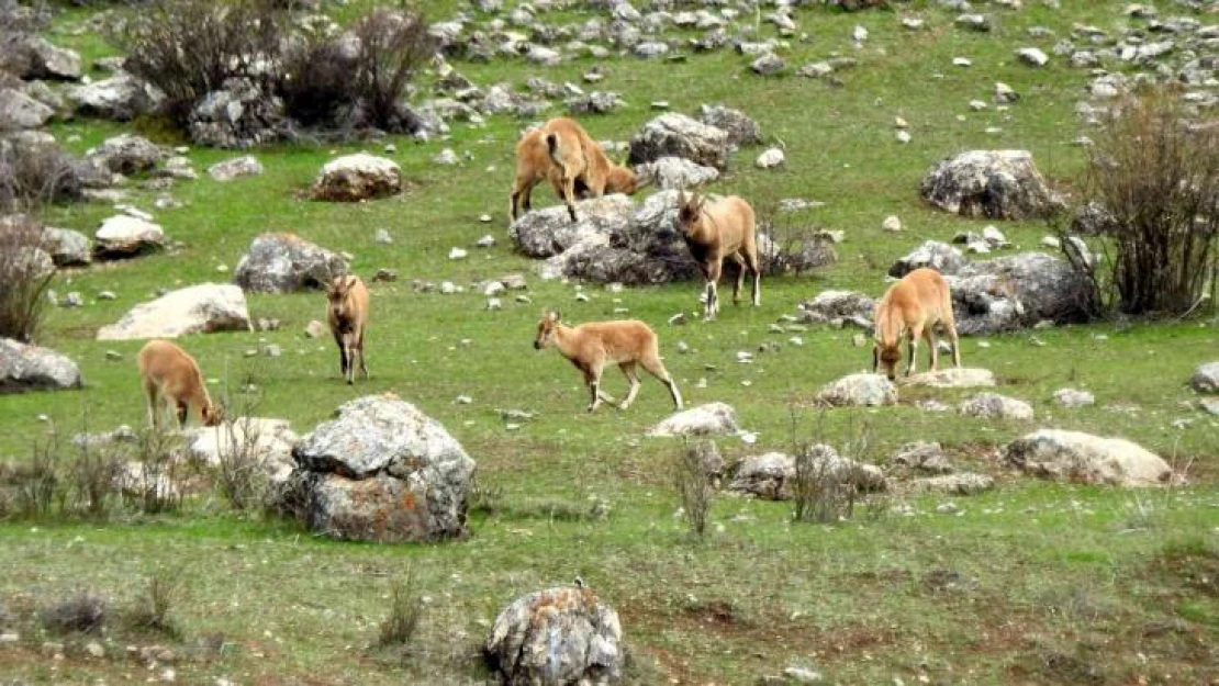 Munzur Dağlarına yabani hayvanlar renk katıyor