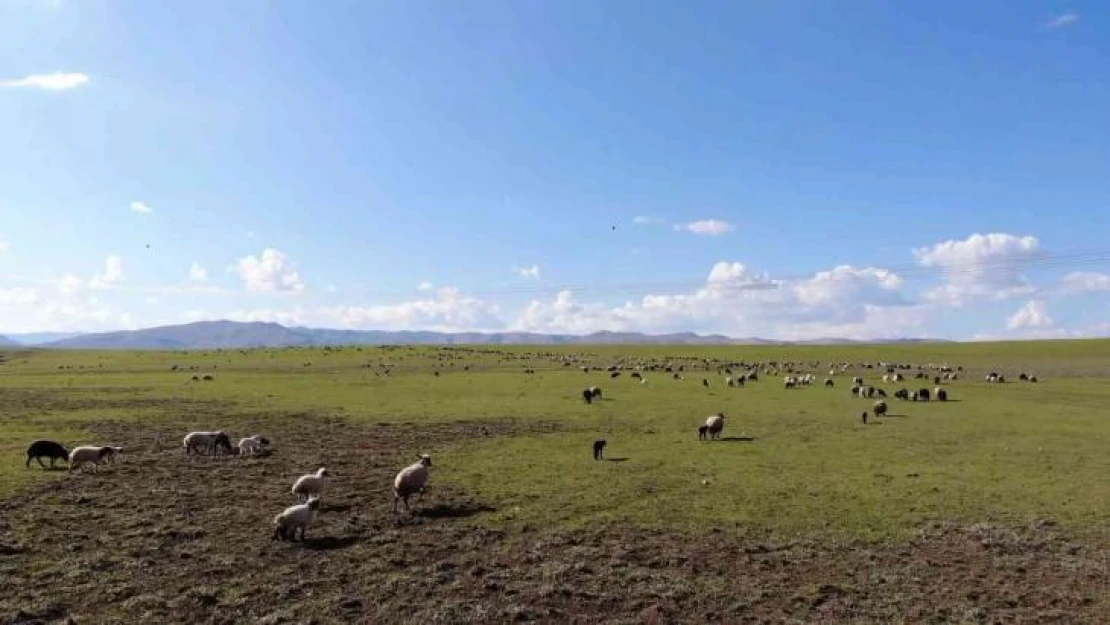 Muş, bölgenin hayvancılık merkezi haline geliyor