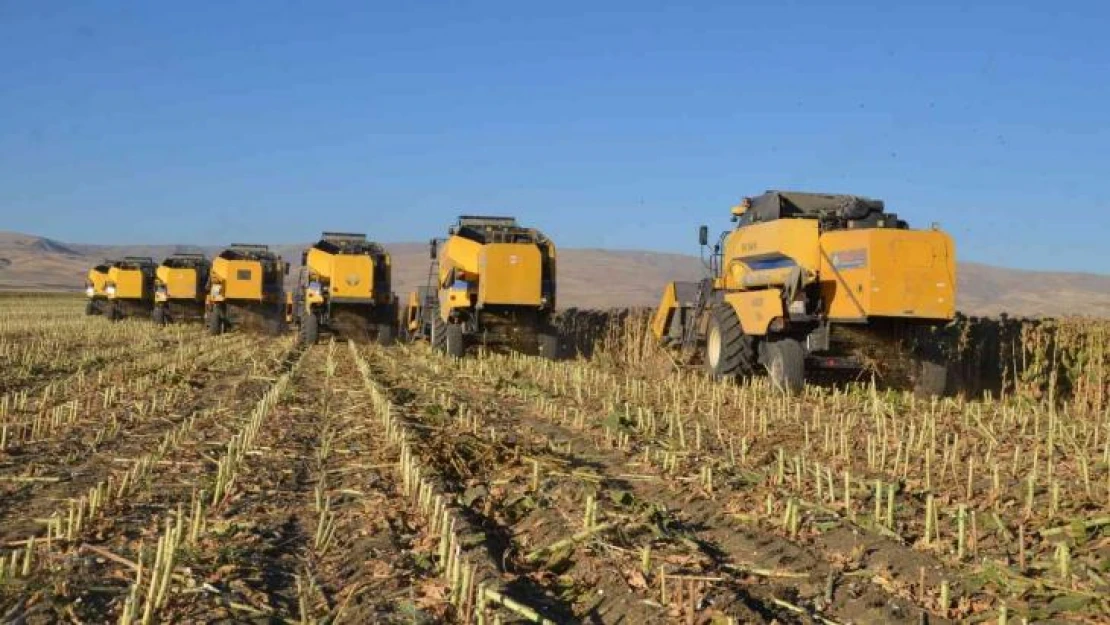 Muş Ovası'nda ayçiçeği hasadı