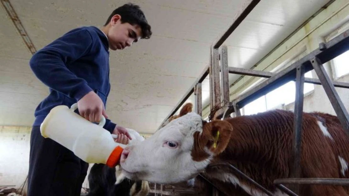 Muş'ta 115 bin buzağı doğumu bekleniyor