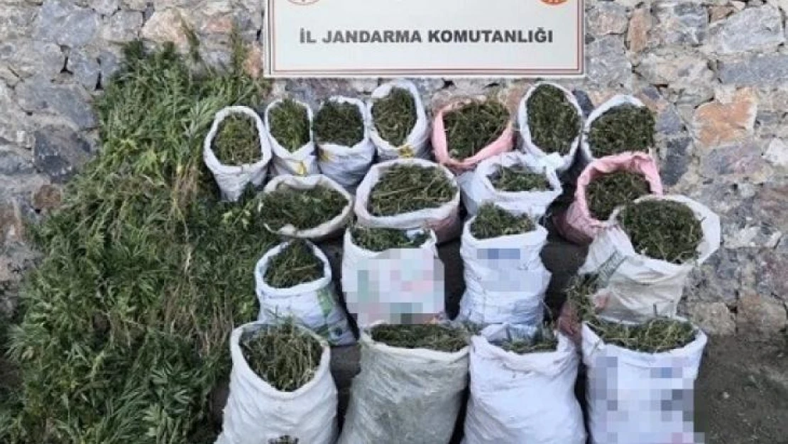 Muş'ta 184 kilogram kubar esrar ve 6 bin 338 kök kenevir bitkisi ele geçirildi