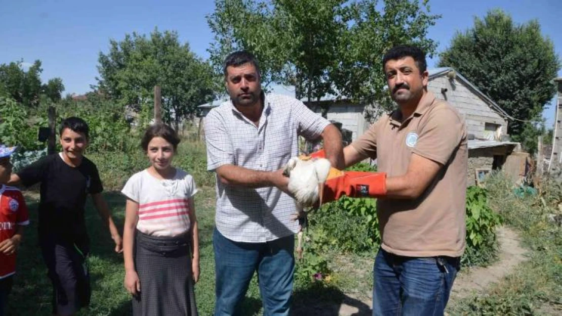 Muş'ta yuvadan düşen leylek yavrusu tedaviye alındı