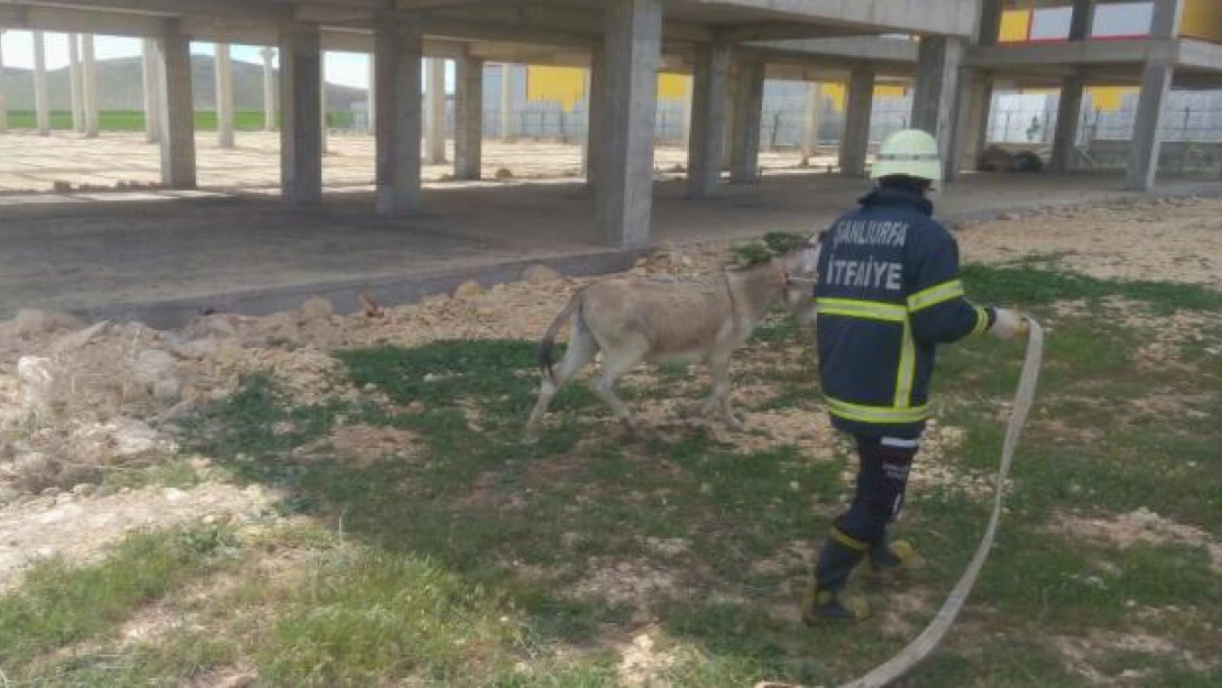 Şanlıurfa'da çukura düşen eşek kurtarıldı