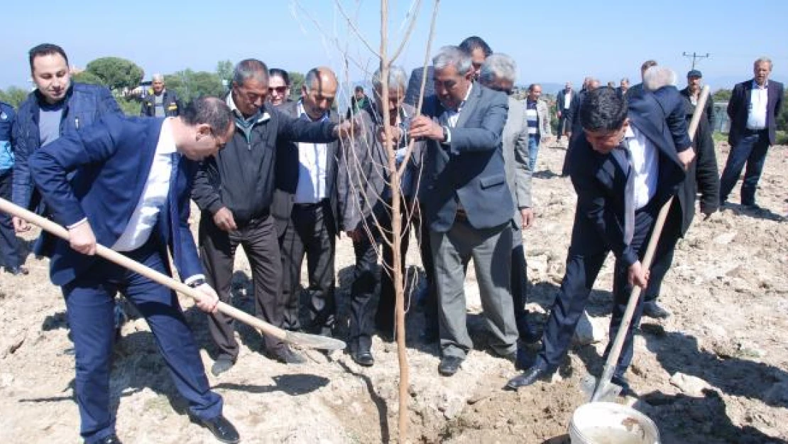 Koçarlı'ya ipek böceği için 600 dut fidanı