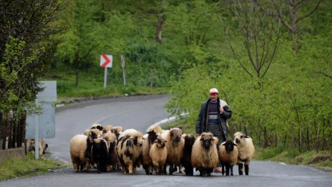 Doğu Karadeniz 'yayla turizmi'nde iddialı