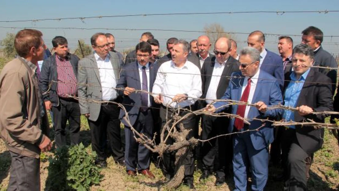 Okullarda dağıtılacak üzümle ilgili iddialar