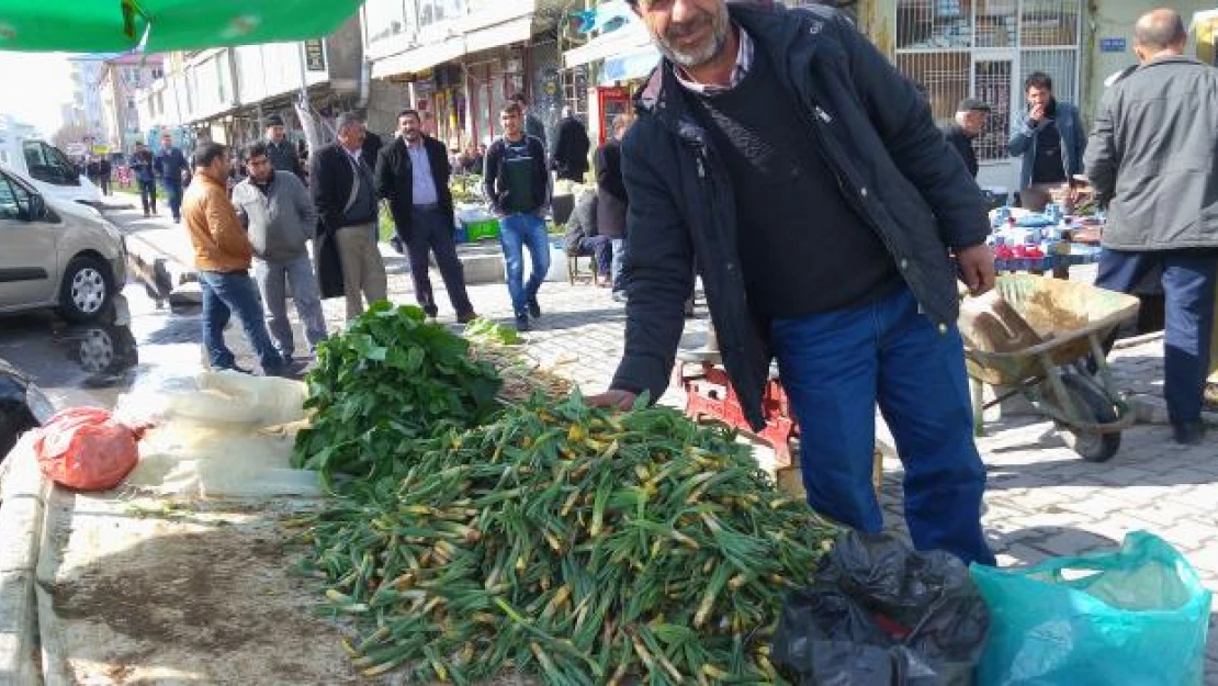 Baharın müjdecisi 'Çiriş' Güroymak'ta tezgahlarda yerini aldı