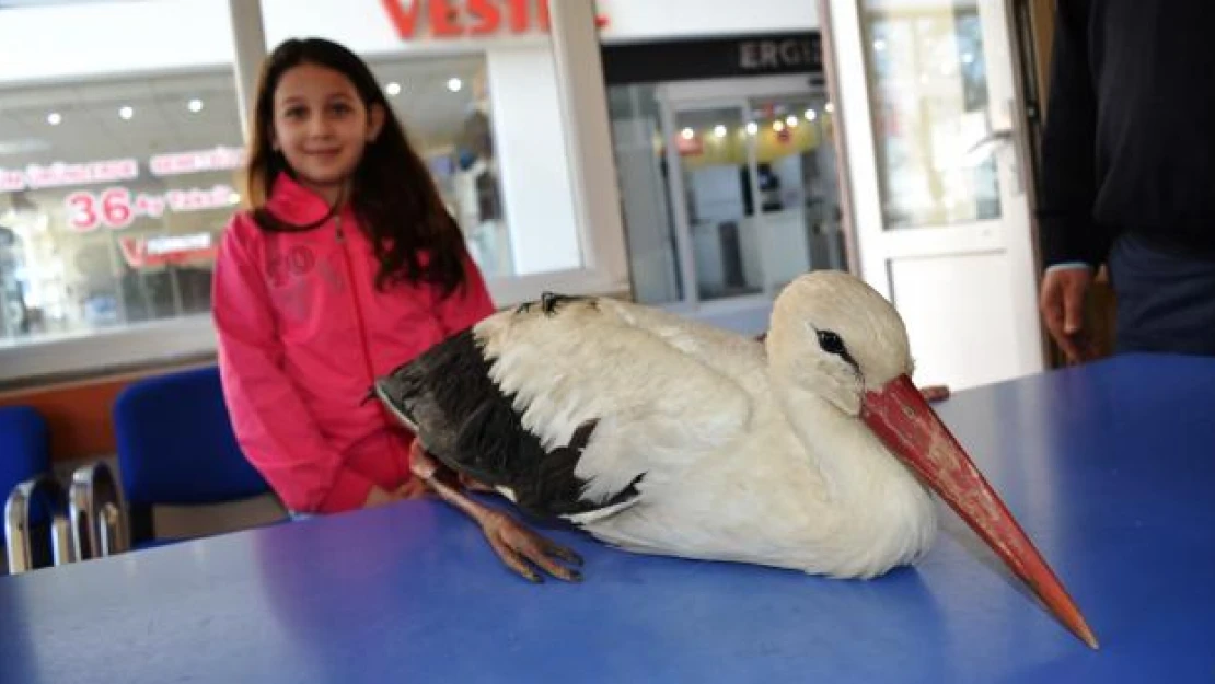 Yaralı leylek tedavi edildi