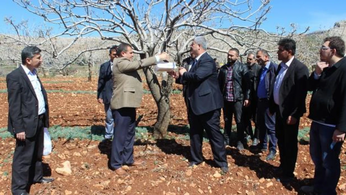 Antep fıstığı üreticilerine 'feromen tuzak' dağıtıldı