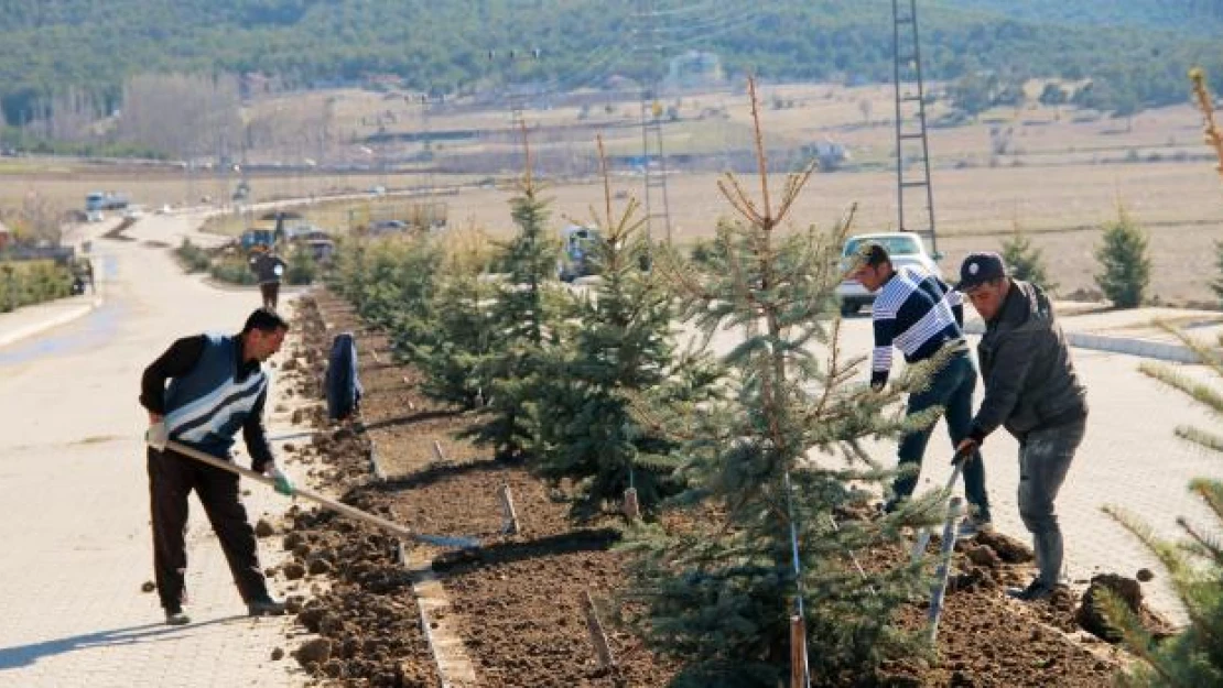 Akdağmadeni'nde 2 bin fidan toprakla buluştu