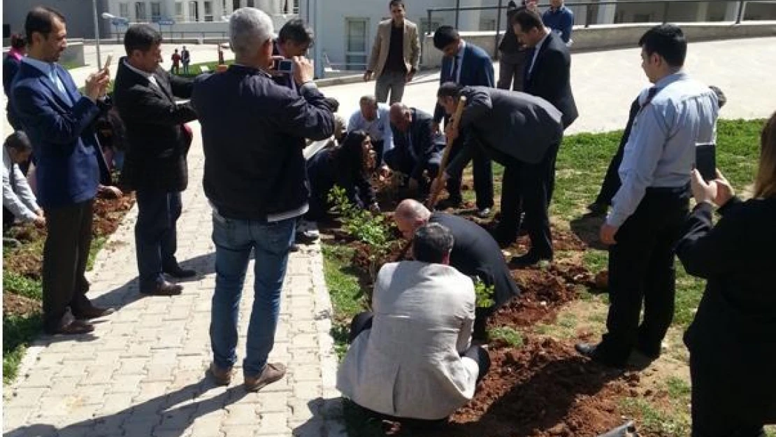 Mardin'de fidan dikimi 