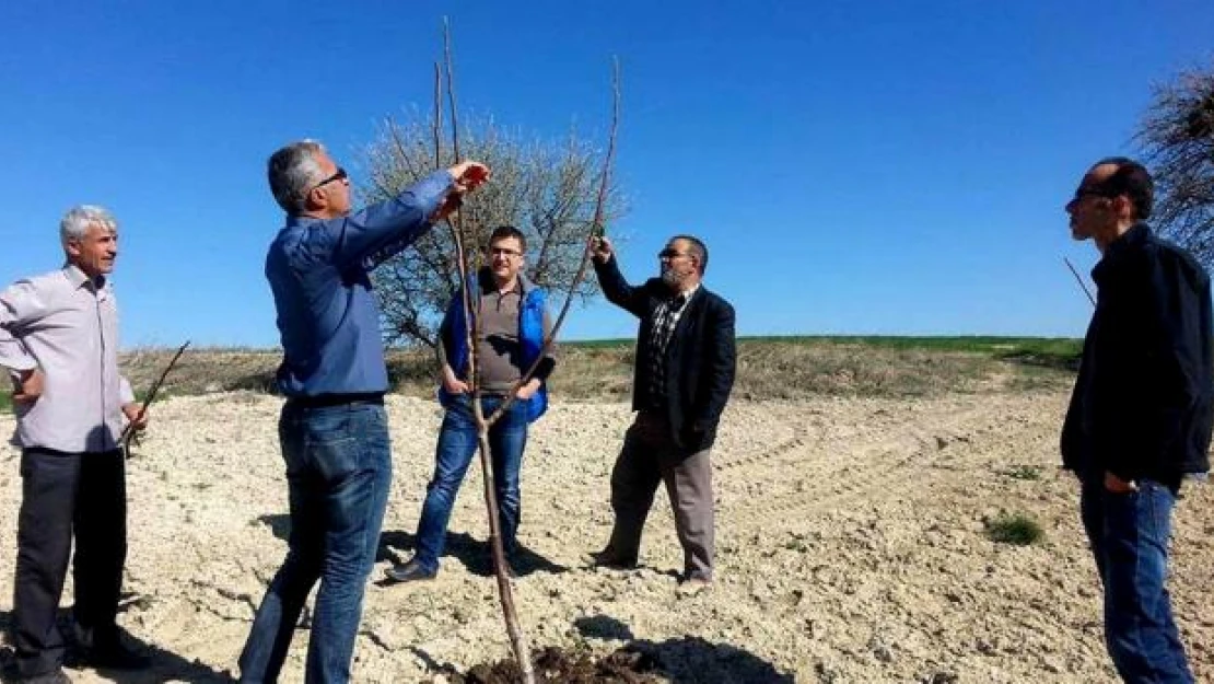 Seydişehir'de çiftçilere budama eğitimi 