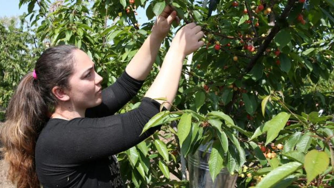 Sezonun ilk kirazı, kilogramı 125 liradan satıldı