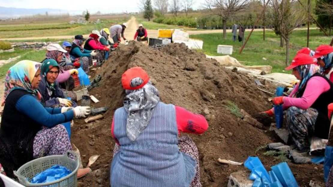 Seydişehir'de bir milyon 500 bin fidan üretilecek