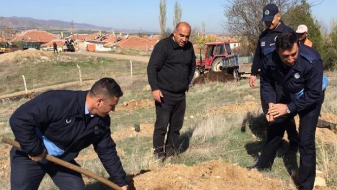 Yerköy'de zabıta ekiplerinden fidan dikimi