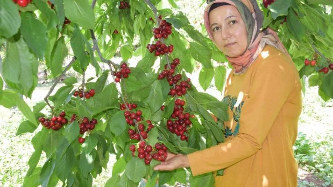 Napolyon türü kirazlar üreticinin yüzünü güldürüyor