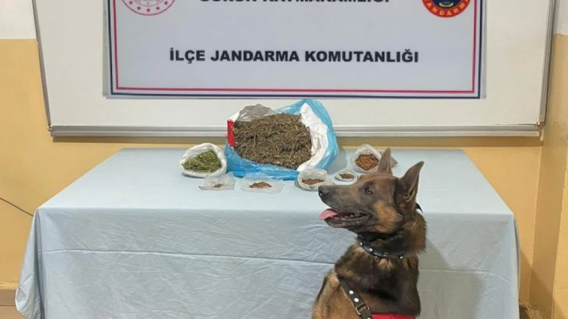 Narkotik köpeği uyuşturucu tacirlerine göz açtırmıyor