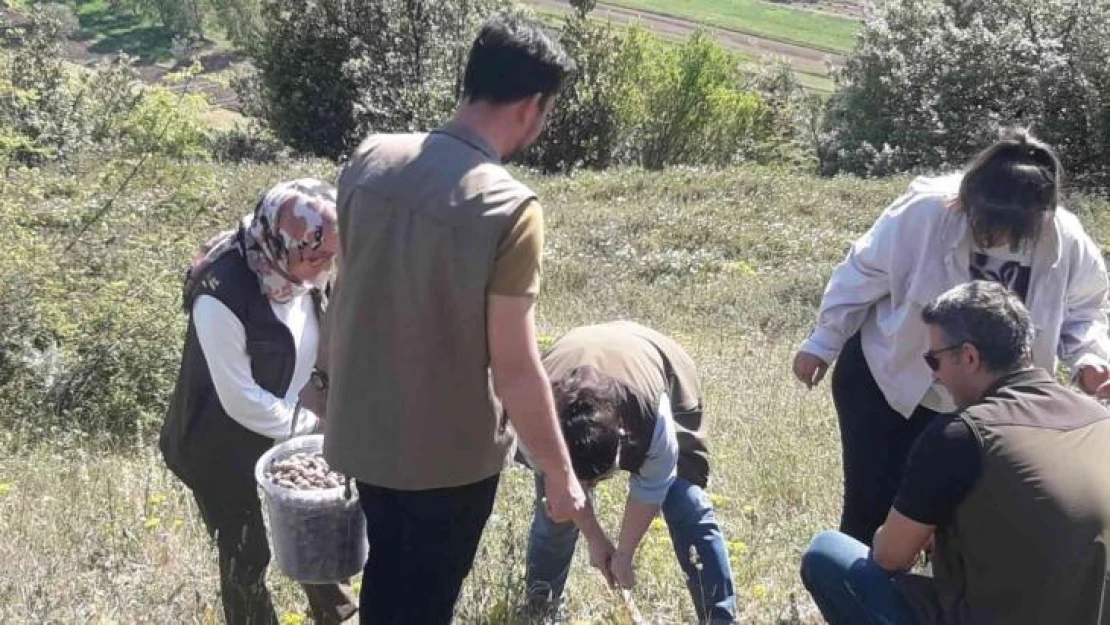 Nesli tehlikede olan salep soğanı toplayıcılarına büyük ceza