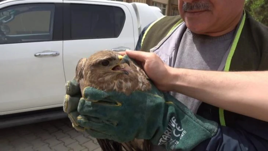 Nesli tükenmekte olan 'kızıl şahin' tedavisinin ardından doğaya salındı