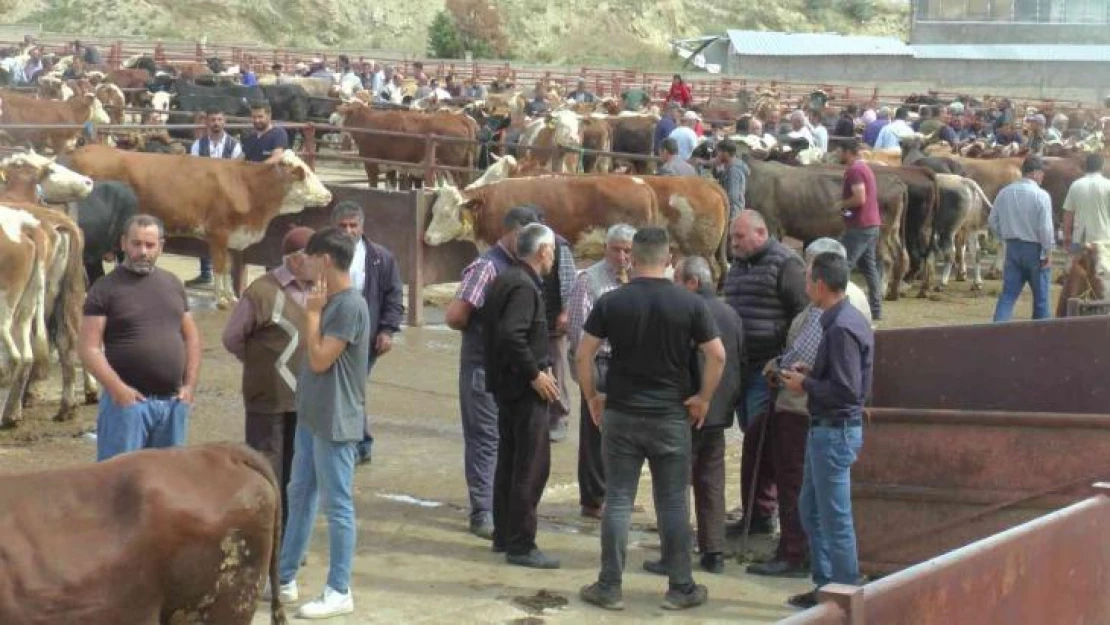 Nevşehir'de kurbanlıklar görücüye çıktı