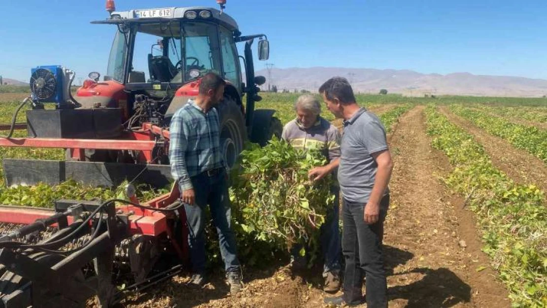 Niğde'de kuru fasulye ve barbunyada 65 bin ton rekolte bekleniyor