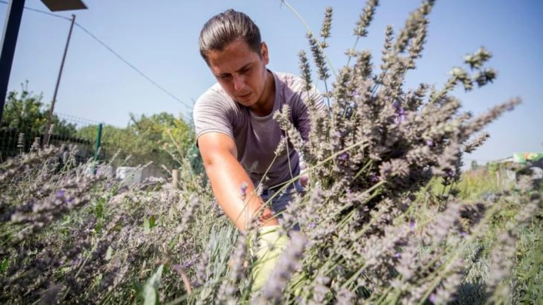 Nilüfer'in Tıbbi-Aromatik Bitki İşleme Tesisi Projesi'ne BEBKA'dan hibe