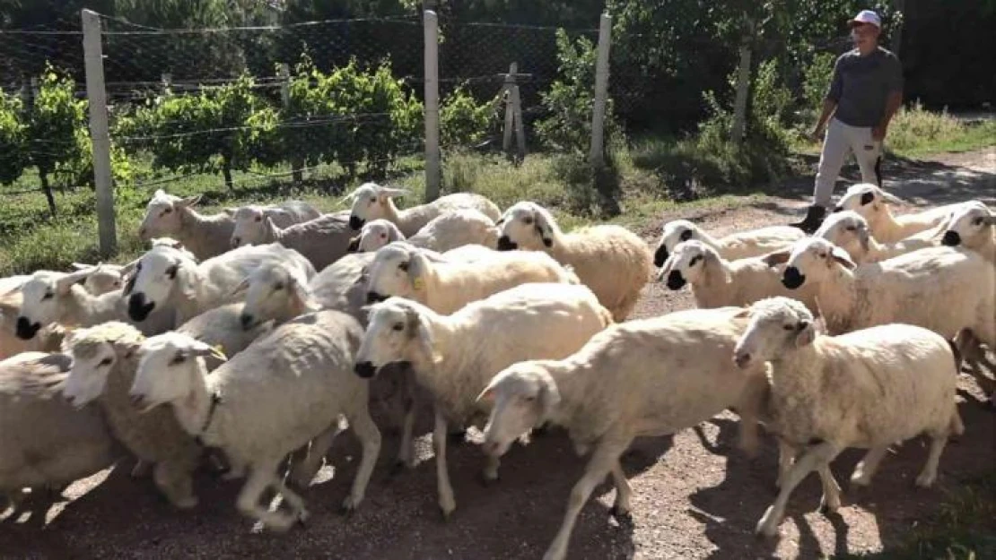 Öğrencilerin beslediği küçükbaş kurbanlıklar görücüye çıktı