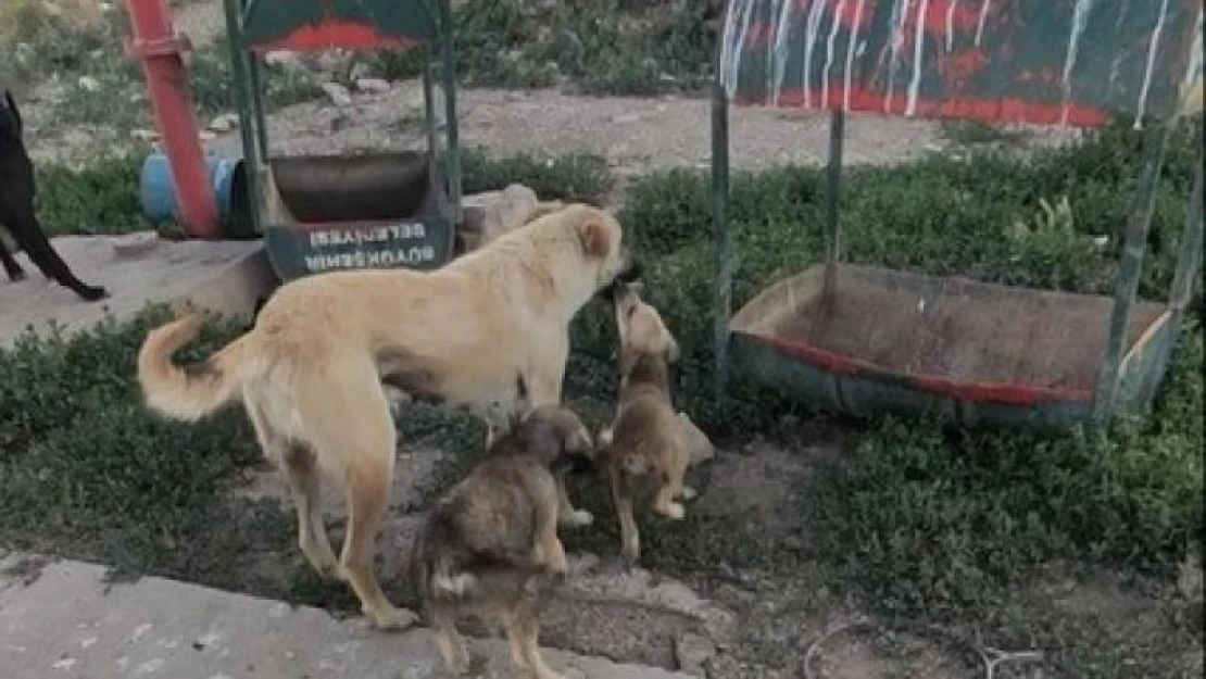 Ön ayaklarını kullanamayan yavru tedavisinin ardından annesinin yanına koştu