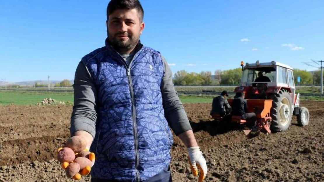 On binlerce tohumluk patatesi elleriyle toprakla buluşturdular