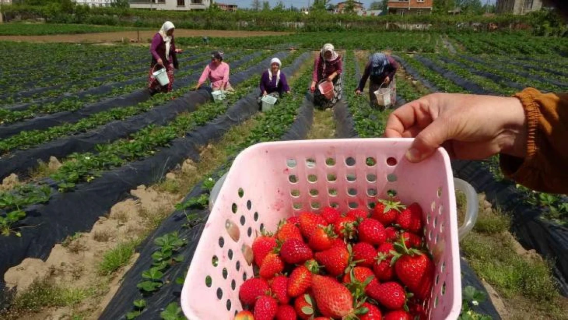 Ordu'da çilek hasadı başladı