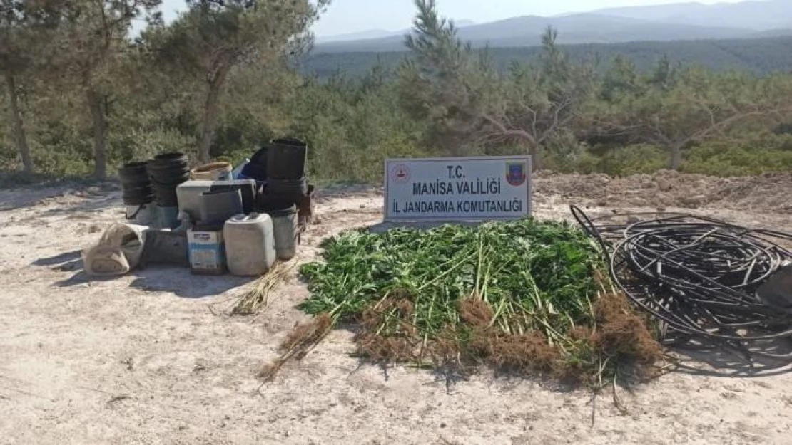 Ormana ektiği kenevirleri sularken yakalandı