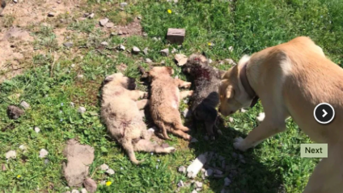 Ormanlık alana atılan yeni doğmuş köpekler telef oldu